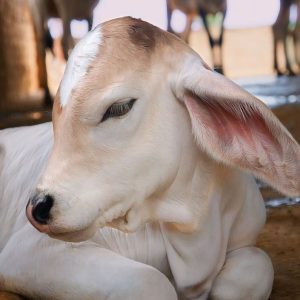 cow